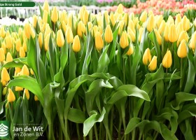 Tulipa Strong Gold (2)